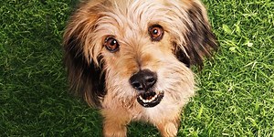 Netflix Releases Benji Reboot Trailer & Poster