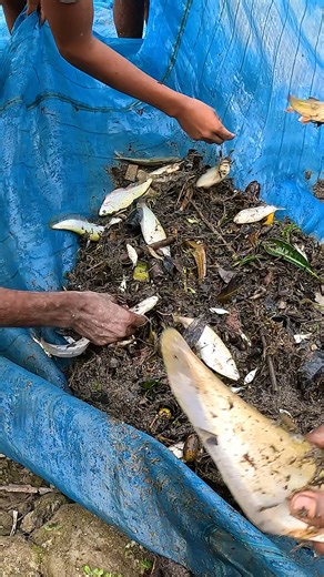 Catching Desi Fish From River #fishinglife #fish #fishingtime #fishing | Local Fishing Videos