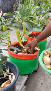 792K views · 4.2K reactions | Capsicum plant care tips using banana stem as compost #capsicum #plants #nature #flowers #plantsofinstagram #garden #plant #gardening | Rezia Gardening | Facebook