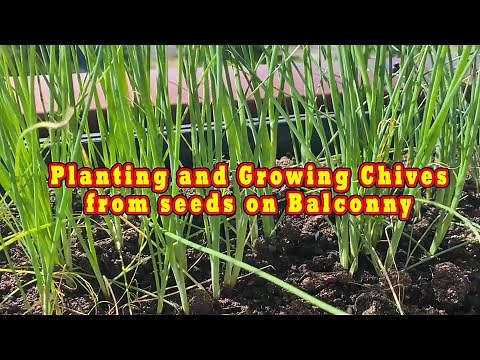 Planting and Growing chives from seeds