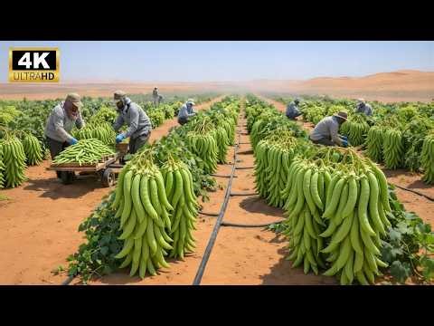 Unbelievable! How Desert-Grown Beans Are Turned into Industrial Canned Food (Full Process)
