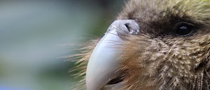 Kākāpō Recovery | Vet Hospital | Auckland Zoo