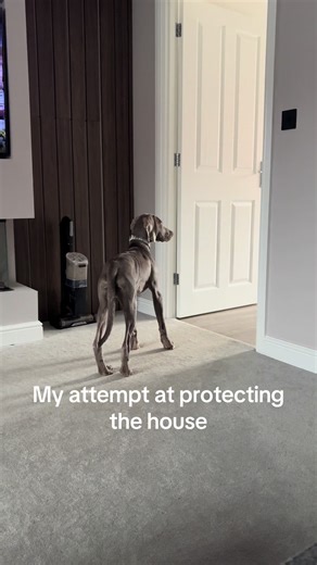 Weimaraner Protecting Home from Spooky Wheelbarrow