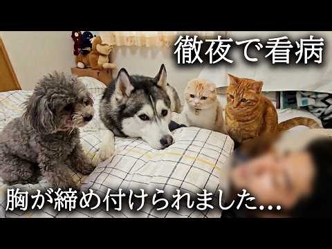 術後に痛みに苦しむ飼い主を徹夜で看病する犬と猫に胸が締め付けられました...