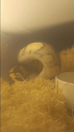 Firefly Female Ball Python Swallowing Her Meal | Feeding Time (Rat) 🐍✨ Happy New Year 2026!
