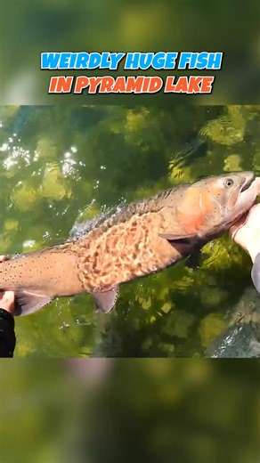 Fishing a Huge fish in Pyramid Lake! 🐟 #Fishing #Adventure #Cutthroat #Trout #Lahontan #Outdoor #Excursion #pyramid #lake | Fisherman's Life