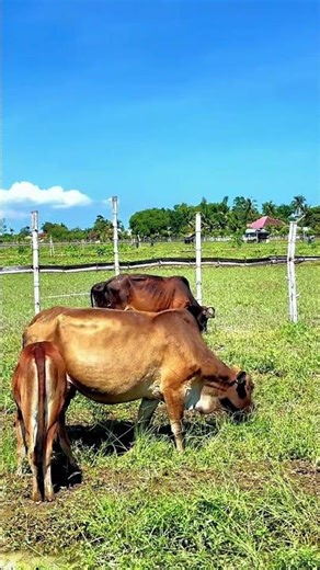 Video gembala sapi lokal #cow #sapilucu #animals #cute #sapimakan #reels #farming