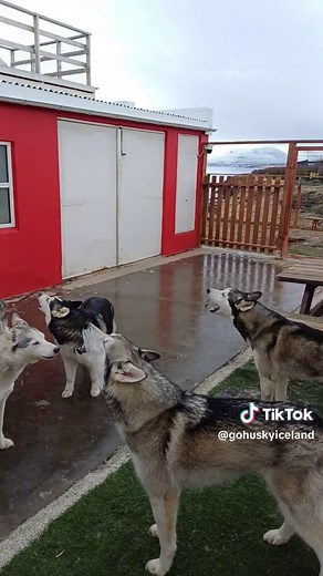 Hilarious Husky Singing Compilation | Funny Dog Noises