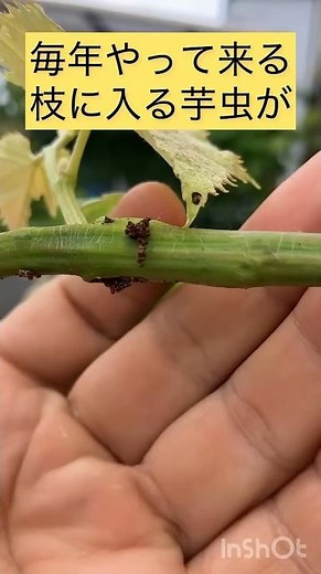 【葡萄】虫🐛に枝をやられました。2025.6.26#家庭菜園 #ぶどう栽培 #ショート #果樹園 #fruit #害虫対策