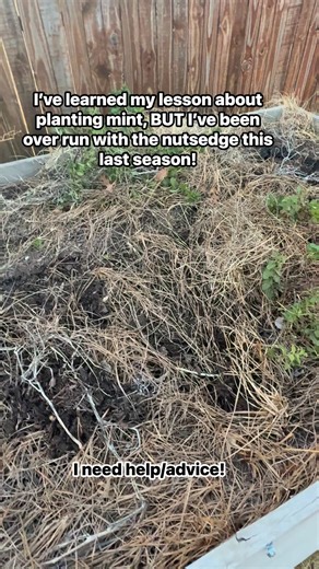 Shelley Bowling Dudley on Instagram: "My garden was overrun this last season with nutsedge. Pulling it up, helps it to spread and now my whole garden is engulfed! What can I do to get rid of this? #raisedbedgarden #gardening #GardeningTips"