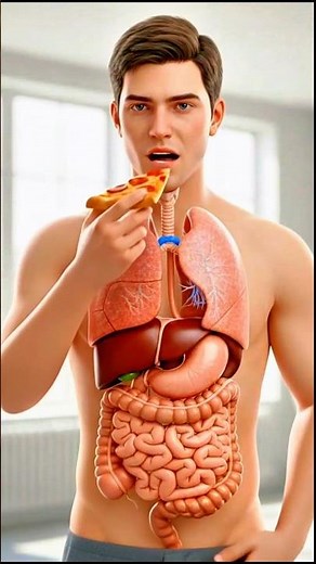 What Happens Inside Your Body When You Eat Pizza? #anatomy #digestivesystem #pizza #3danimation