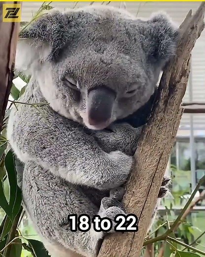 The Sleepiest Animal on Earth