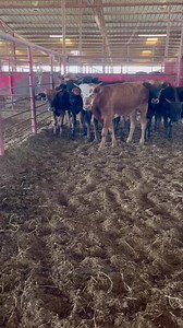 ******SOLD****** 10 fresh Corriente potential bulls/steers and 1 heifer, solid colored, have not been cut on Also have a set of 5 breakaway sized calves to go with if needed Stout frame and bone, good horn and base Ranch raised, wormed, vaccinated, and on feed Call for pricing Located in Marlin, TX Delivery available 936-524-3056 | Hoffmann Cattle Co.