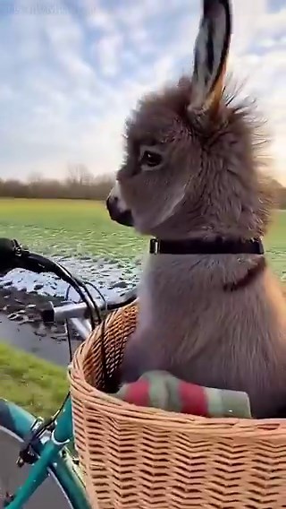 The Cutest Passenger: Baby DonkeyEnjoys a Spring Bike Ride Lancaster, PennsylvaniaWhy walk when you can ride in style? This adorable miniature donkey has found his absolute favorite way to travel around the farm-riding shotgun in a bicycle basket!The way he looks around so curiously at the fresh spring fields is melting our hearts. He even let out a little "hee-haw" to say hello! Who is your favorite travel buddy?