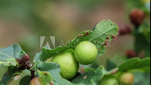 Galls growing on Oak leaves in late Summer. These are protective growths around the eggs of various Gall Wasps. England. UK
