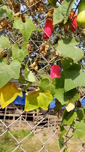 Red wild CUCUMBER | Pinoy Worker sa Africa