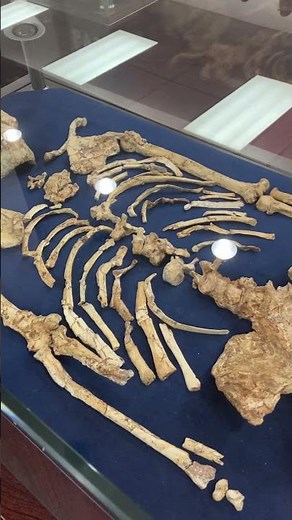 Little Foot-NOT a #dinosaur