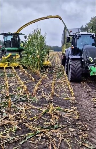 Epic Corn Cutting Machine in Full Action #farming #agriculture #heavymachinery #skills #shorts