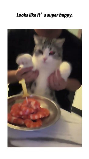 Give the kitty a special birthday cake.