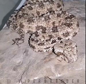 Spider-tailed horned viper (detail in comments)