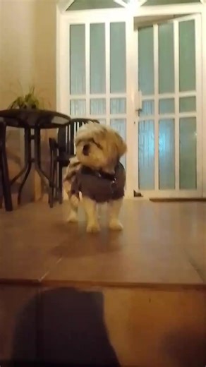 cold 🥶 evening guyz🇧🇭❤️😍 na bored sya kaya labas Muna saglit mia❤️😘#😘😍🥰 #coldevening🥶🇧🇭 #miacute #