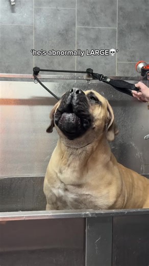Wondering About Boerboel Dog Grooming? Discover the Process!