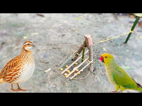 Amazing Bird Catching in Village | Beautiful Birds Everywhere #trap