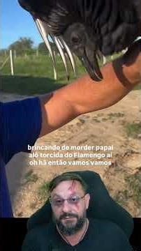 Urubu sentado? #biologohenrique #animais #biologo