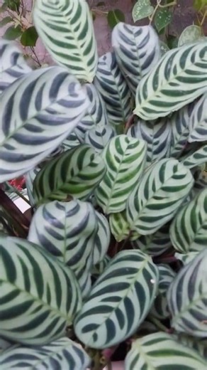 Misting Ctenanthe Burle-Marxii 🌿 ●Helps boost humidity ●Keeps leaves fresh ●Reduces browning edges ●supports healthy growth. #plants #plantbased #plantlover #beauty #indoorplants #houseplants #Amazing #viral #reels #garden #nature #homedecor #fyp #foryou | Decor & Beauty