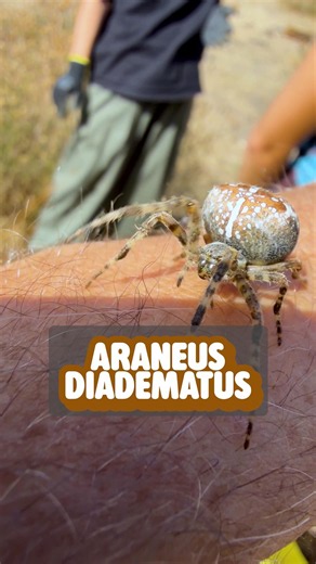 Garden Spider - It’s that time of year again! #wildlife