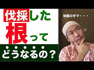 What happens to the remaining roots after a tree is cut down?