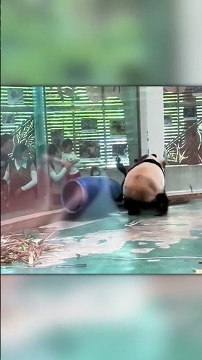 When Cuteness Turns Savage — Panda vs. Peacock!