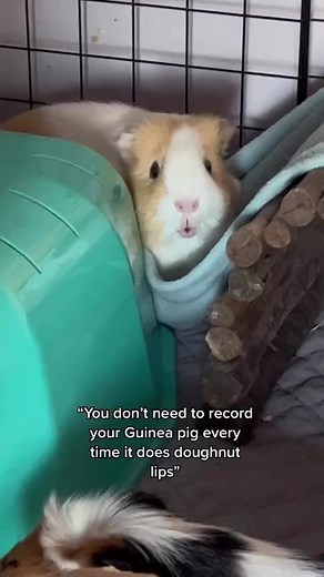 Guinea pigs' lips are one of their attractive points!😘 . 🍩 doughnut 🍩 lips for life . @lucyspigs . 👉 Click this link to find out more about GuineaDad! . https://guineadad.com/ . . . #guineapigfood #cavyoftheday #cavygram #ilovemyguineapig #ilovemyguineapigs #cavycuteness #guineapigvideo #guineapigsareawesome #guineapiggie #guineapigtheday #guineapigofig #cavylige #cuteguineapig #guineapigslove #babyguineapig #guineapigstagram #guineapiglovers #guineapiggies #guineapigs #guineapiglife #guinea
