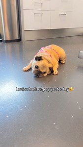 297K views · 10K reactions | Update on Loulou ❤️‍啕 We’re so happy the...