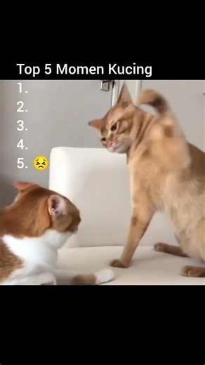 top 5 momen kucing #lucu #random #kucing ..part 94