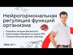 Нейрогормональная регуляция функций организма | Ассоциация Профессионалов Фитнеса (FPA)