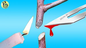 We will learn some useful methods and concepts on pruning – cutting or trimming your plants for better growth and flowering. We will learn useful topics like when and how to prune a plant, Types of Pruning like Hard and Soft Pruning and Types of pruning cuts. | Garden Tips