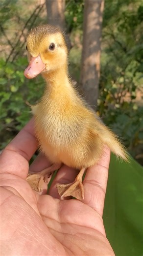 Duckling First Sound's In The World 🐥🌍