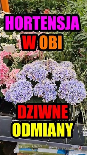 Bigleaf Hydrangeas at OBI: Interesting Varieties and How to Plant Them #hydrangea #hydrangeas #ga...