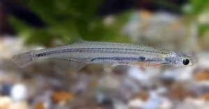 Qual é o peixe que entra na uretra? Verdades e mitos sobre este animal