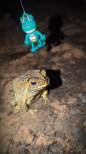 Funny rubber frog | Viral frog for fun | Funny flying | catch a funny boing boing