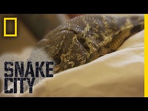 Monitor Lizard in Bad Shape | Snake City