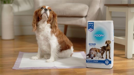 Watch Pooph Potty Pads on Amazon Live