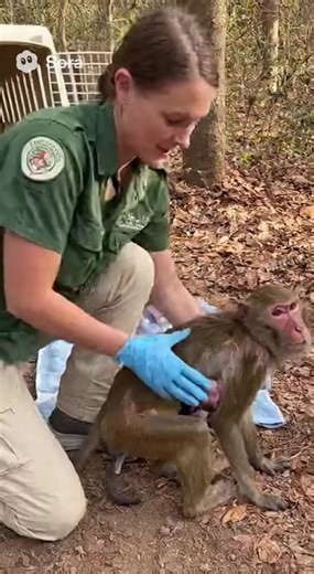 Try to rescue poor abandoned mama monkey and her newborn. | Monkeys Rescue