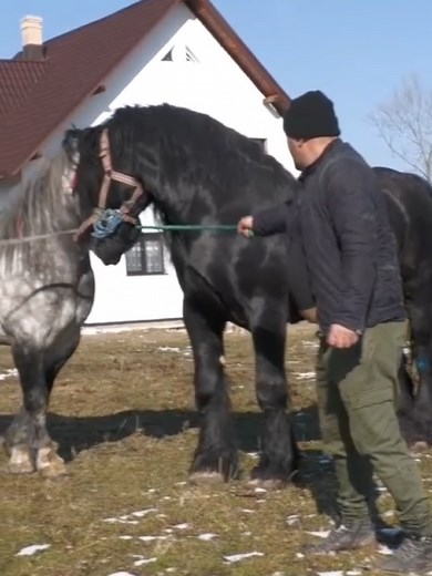 Understanding When Big Horses Should Breed Together