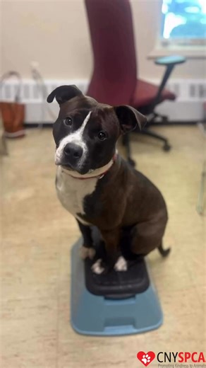 3.3K views · 100 reactions |  Meet Cojack  If you’re looking for a...