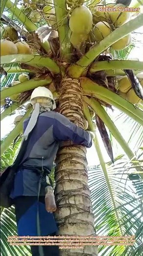 Récolte des noix de coco : coupe des fruits des cocotiers