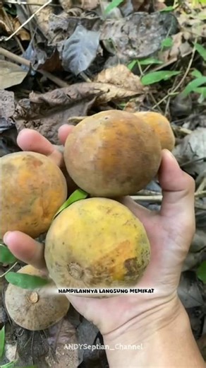 This golden yellow skinned fruit may not be widely known ‼️