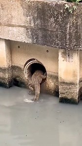 Animal Planet TV on Reels