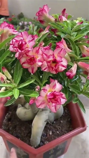 661 沙漠玫瑰 花期200多天，耐热耐寒，随便养养都能开花